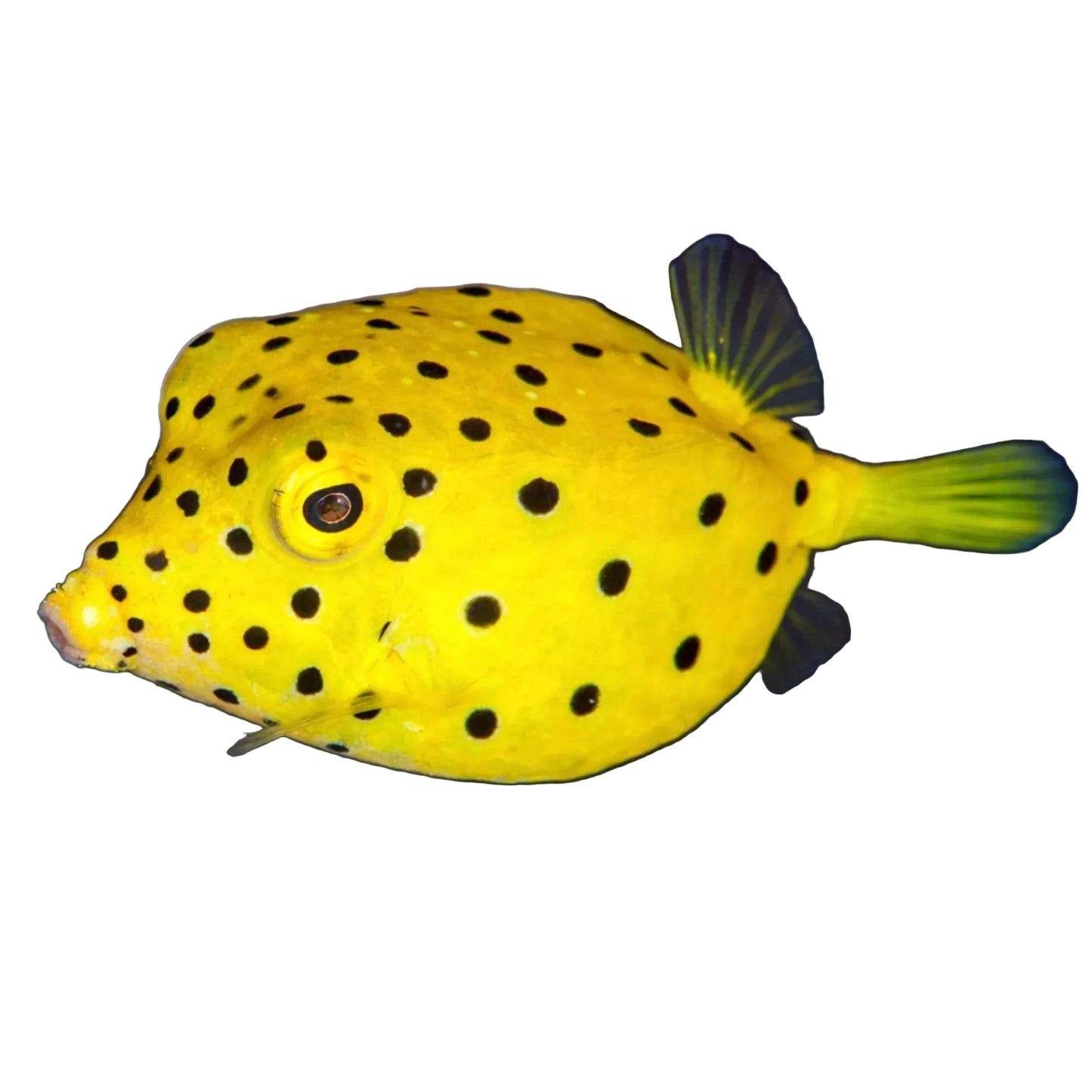 Yellow Boxfish
