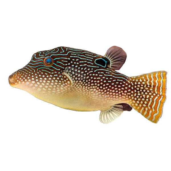 Pearl Toby Puffer