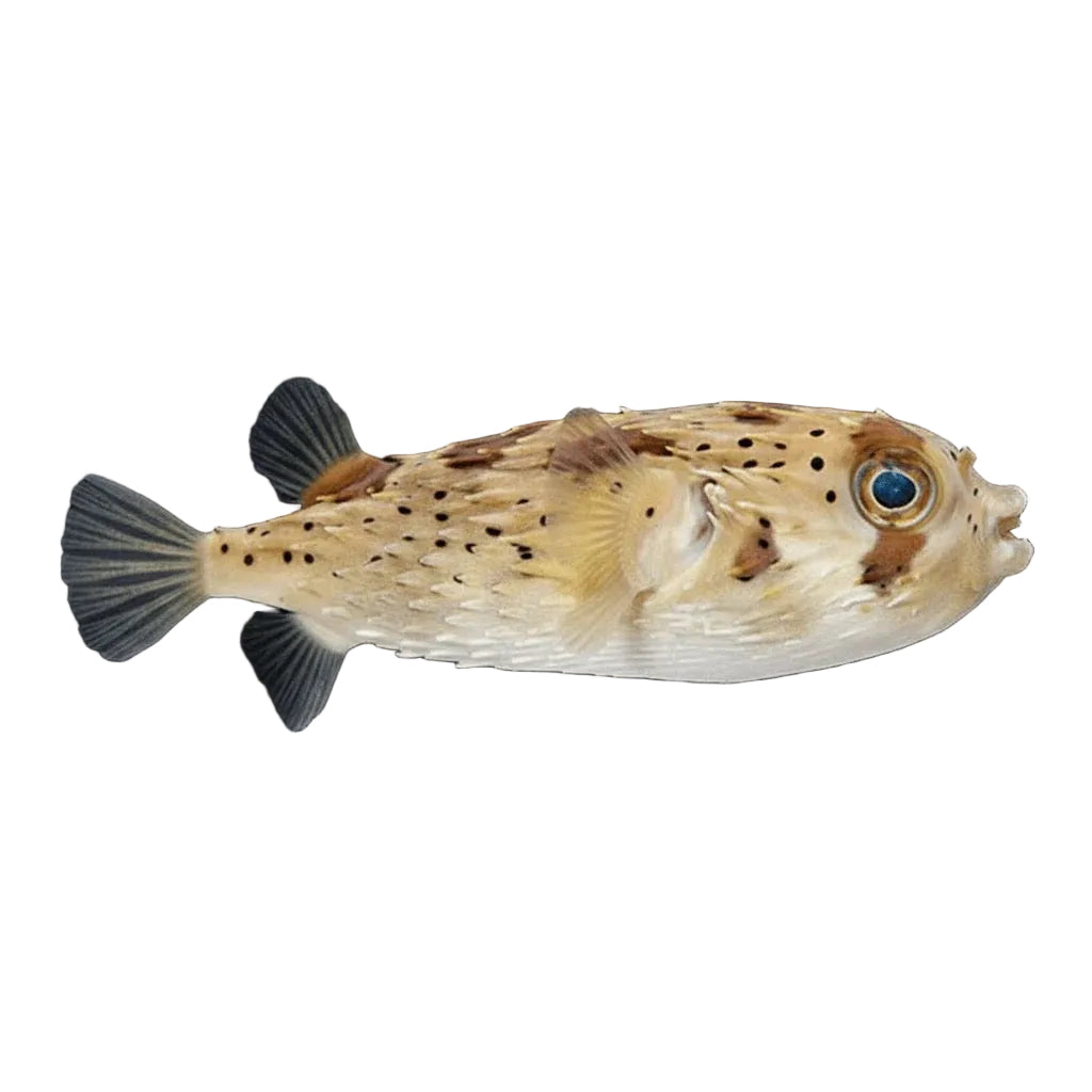 Porcupine Pufferfish