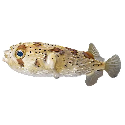 Porcupine Pufferfish