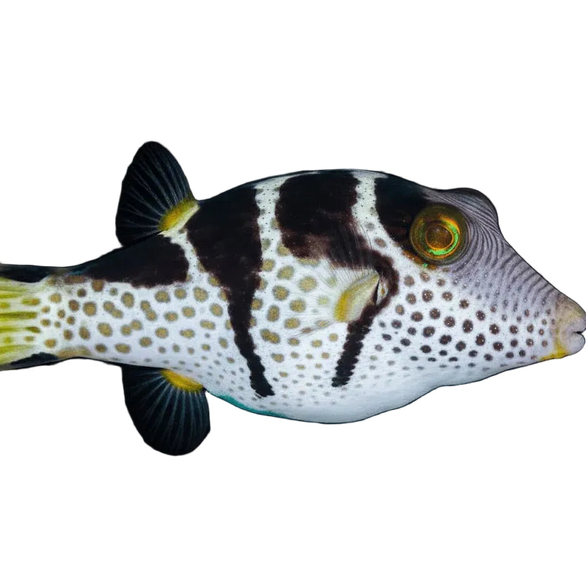 Valentini Puffer