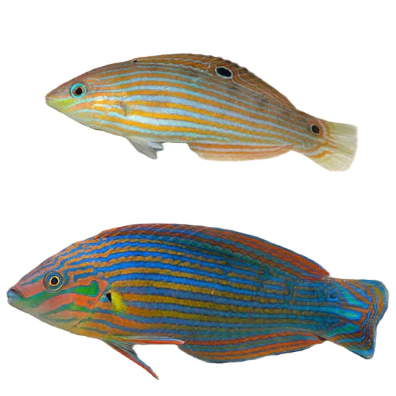 Melanurus Wrasse