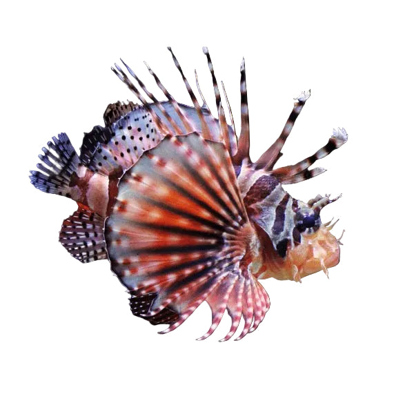 Fuzzy Dwarf Lion Fish
