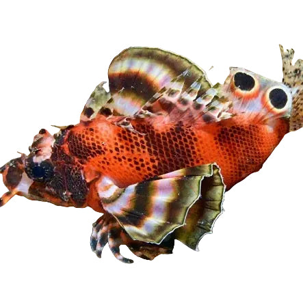 Twin Spot Lionfish