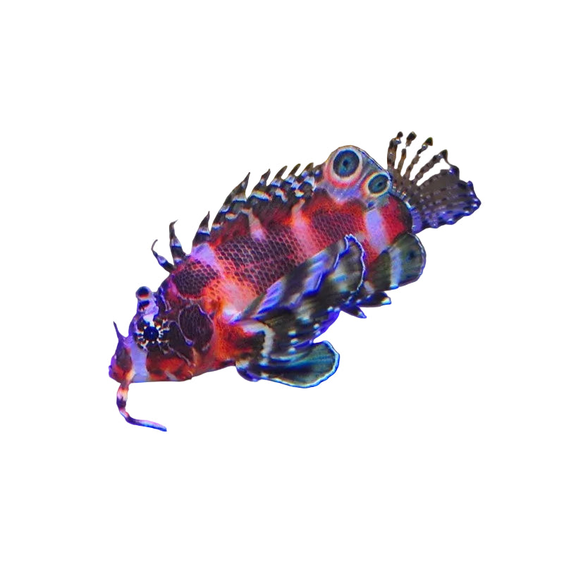 Twin Spot Lionfish
