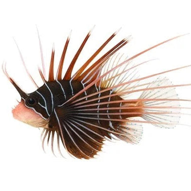 Radiata as in R A D I A T A Lionfish