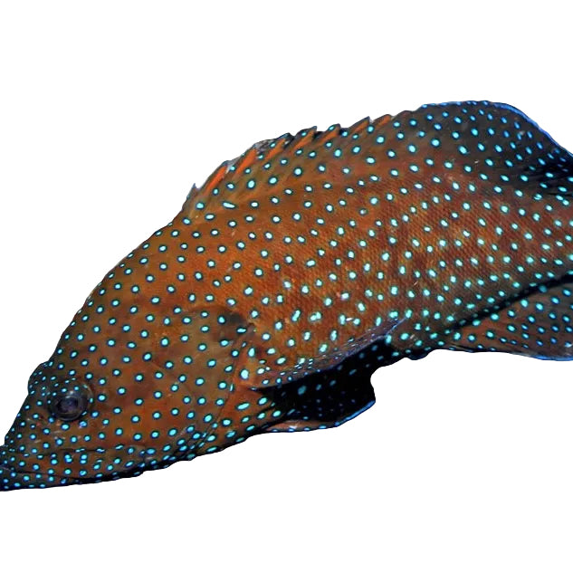 Bluespotted Grouper