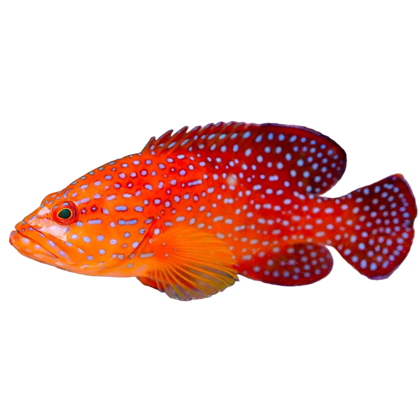 Miniatus Grouper
