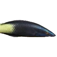 Bicolor Doktor Wrasse