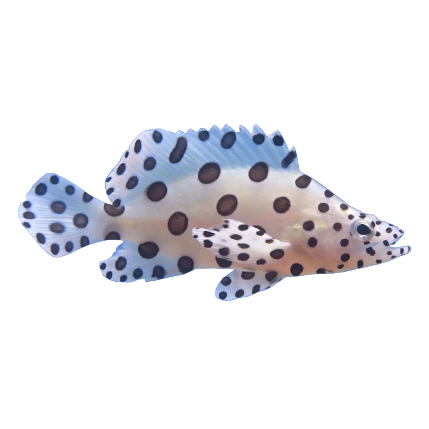 Panther Grouper