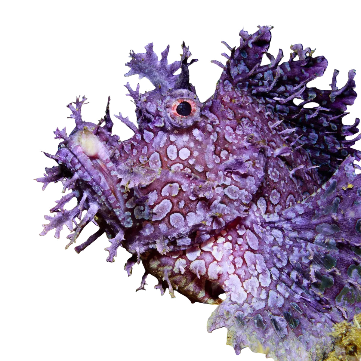 Rhinopias