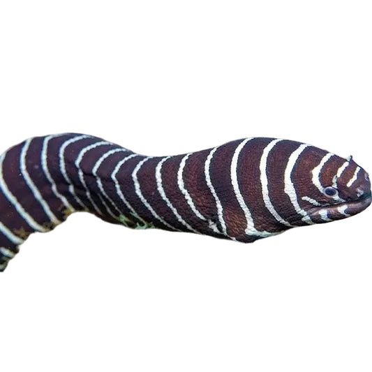 Zebra moray eel