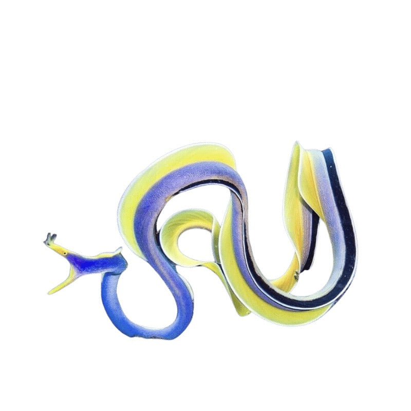 Ribbon Eel