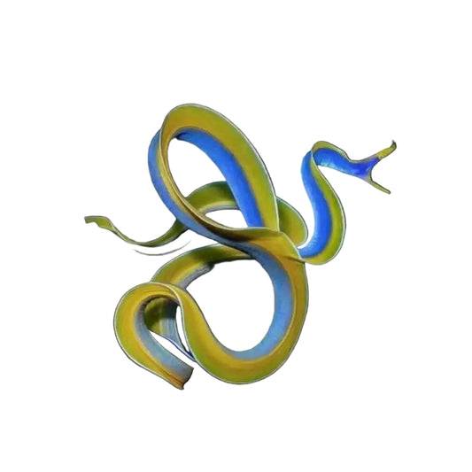 Ribbon Eel