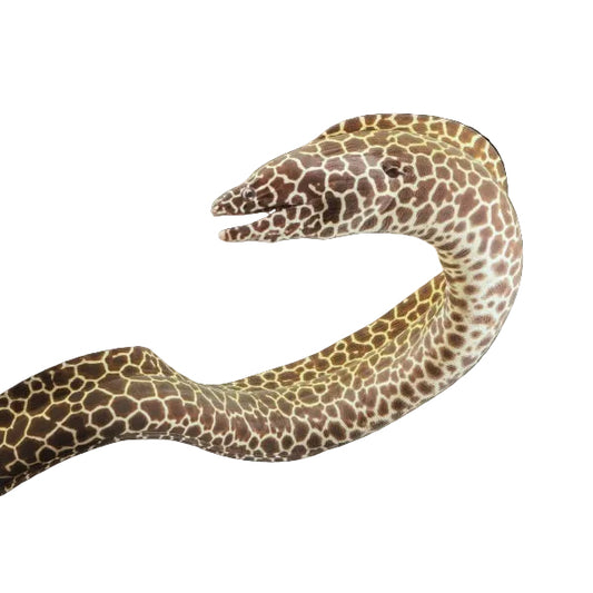 Tessalata Eel (Leopard)