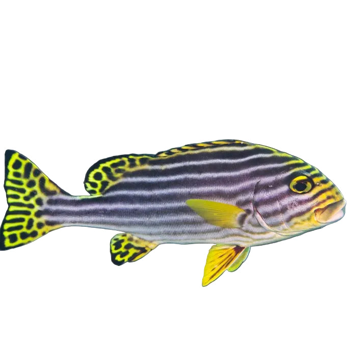 Oriental Sweetlips