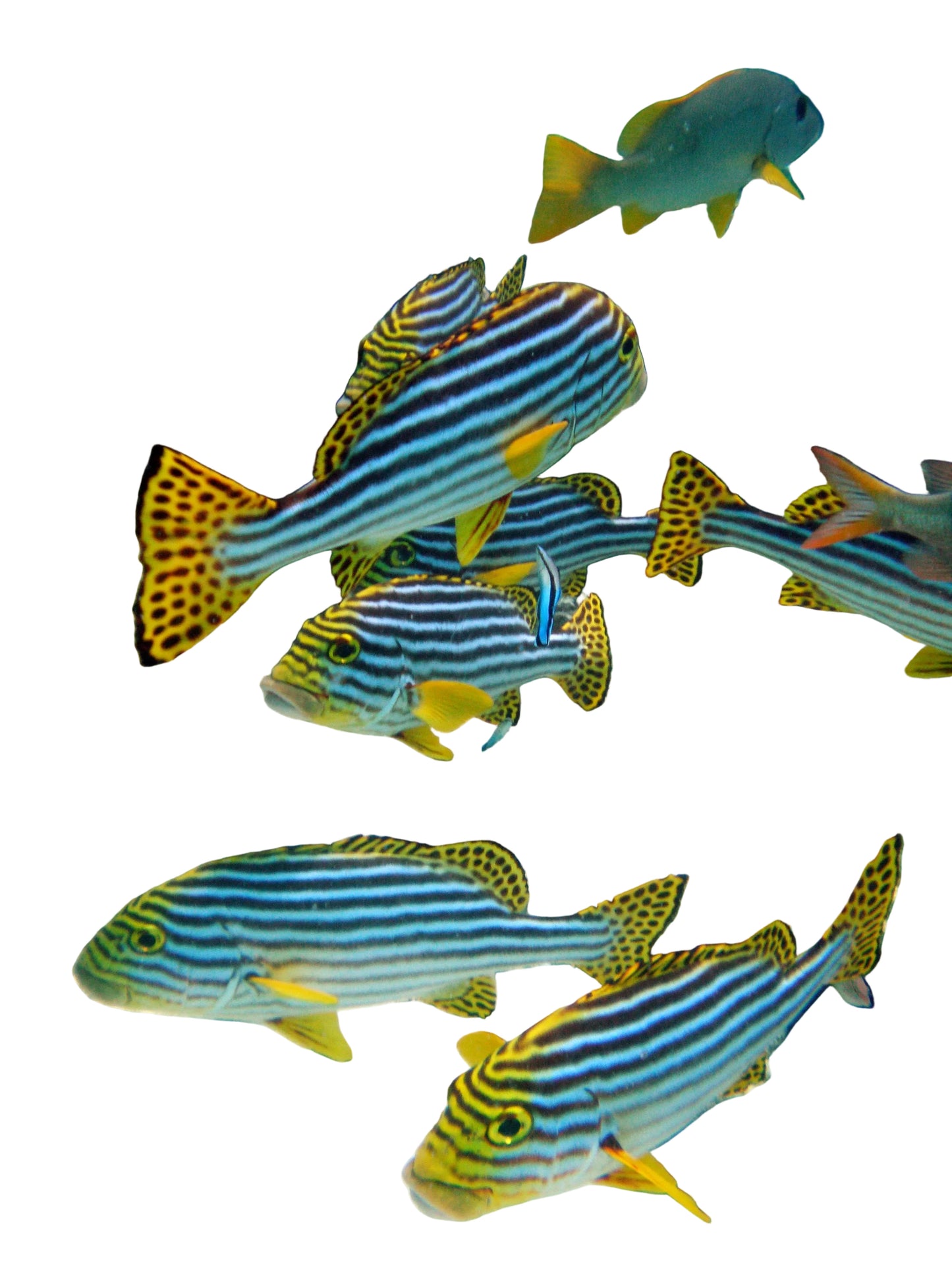 Oriental Sweetlips