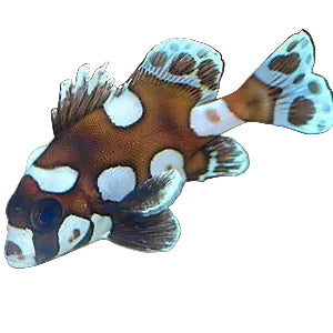 Harlequin Sweetlips