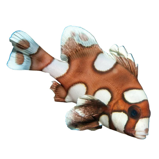 Harlequin Sweetlips