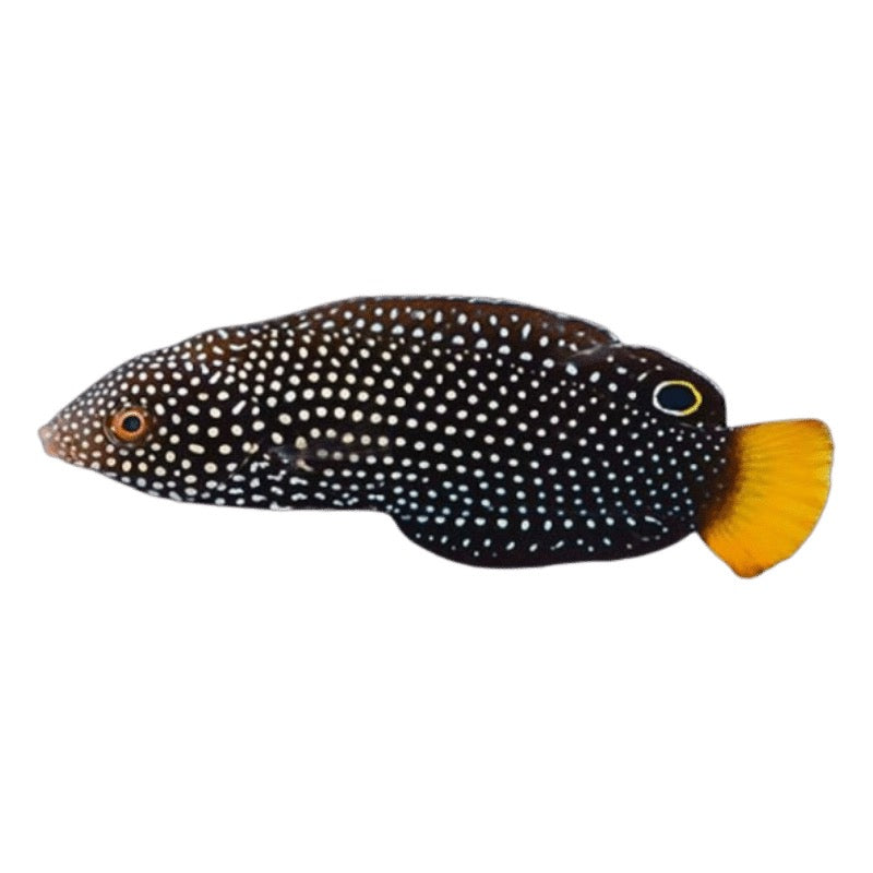 Yellow Tail Tamarin Wrasse