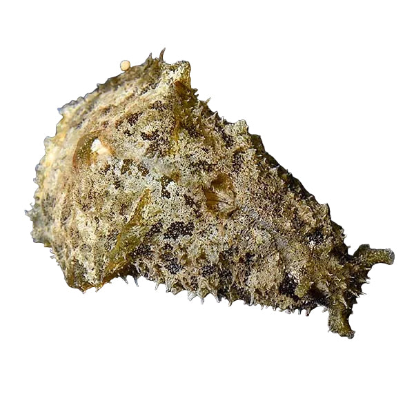 Dolabella