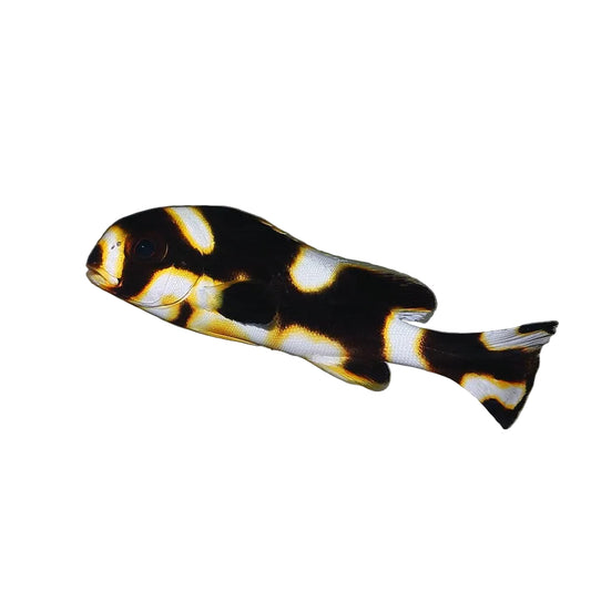 Oriental Sweetlips