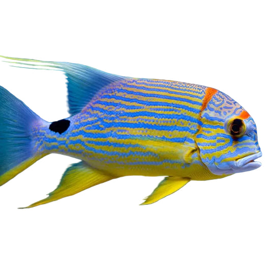 Sailfin Snapper