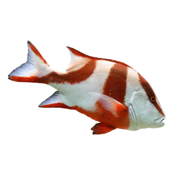 Emperor Red Snapper
