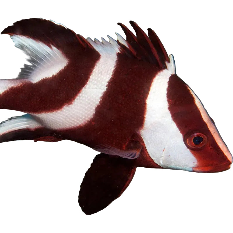 Emperor Red Snapper