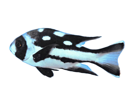 Black Snapper
