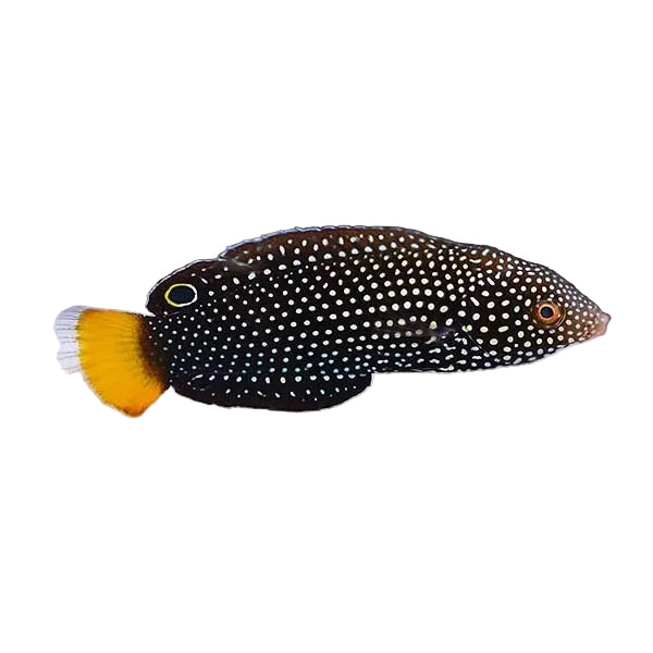 Yellow Tail Tamarin Wrasse