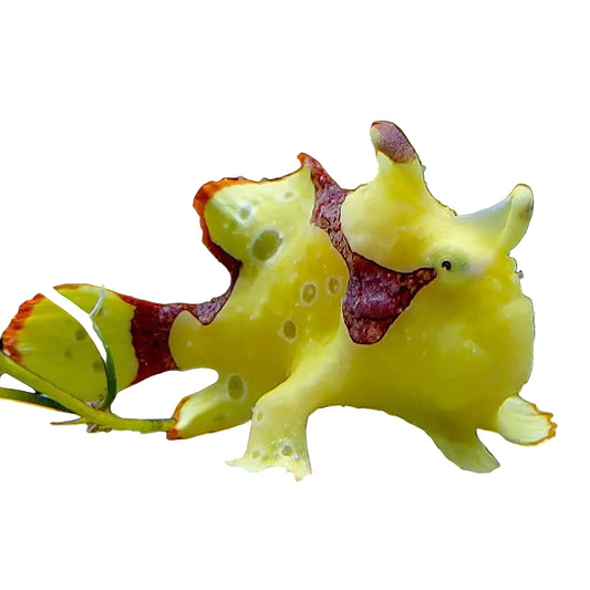 ضفدع البحر