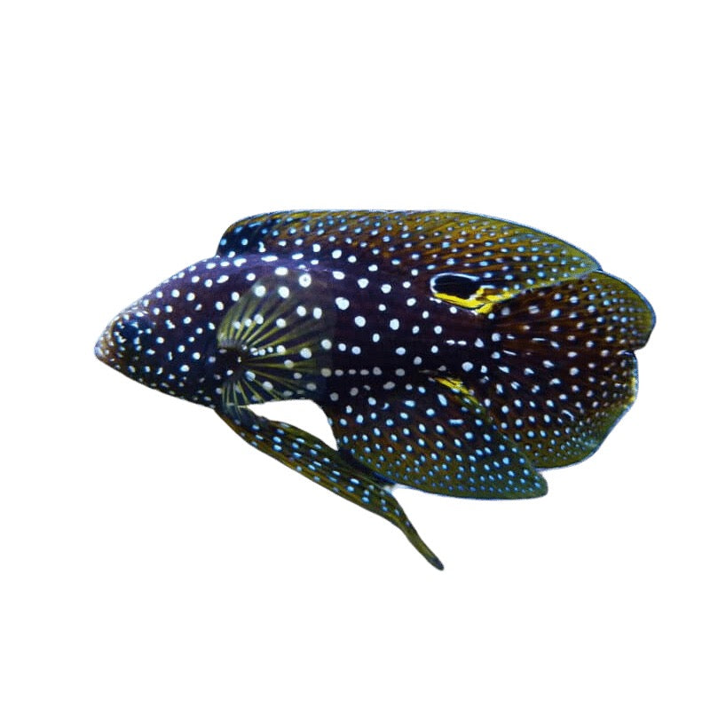 Marine Betta