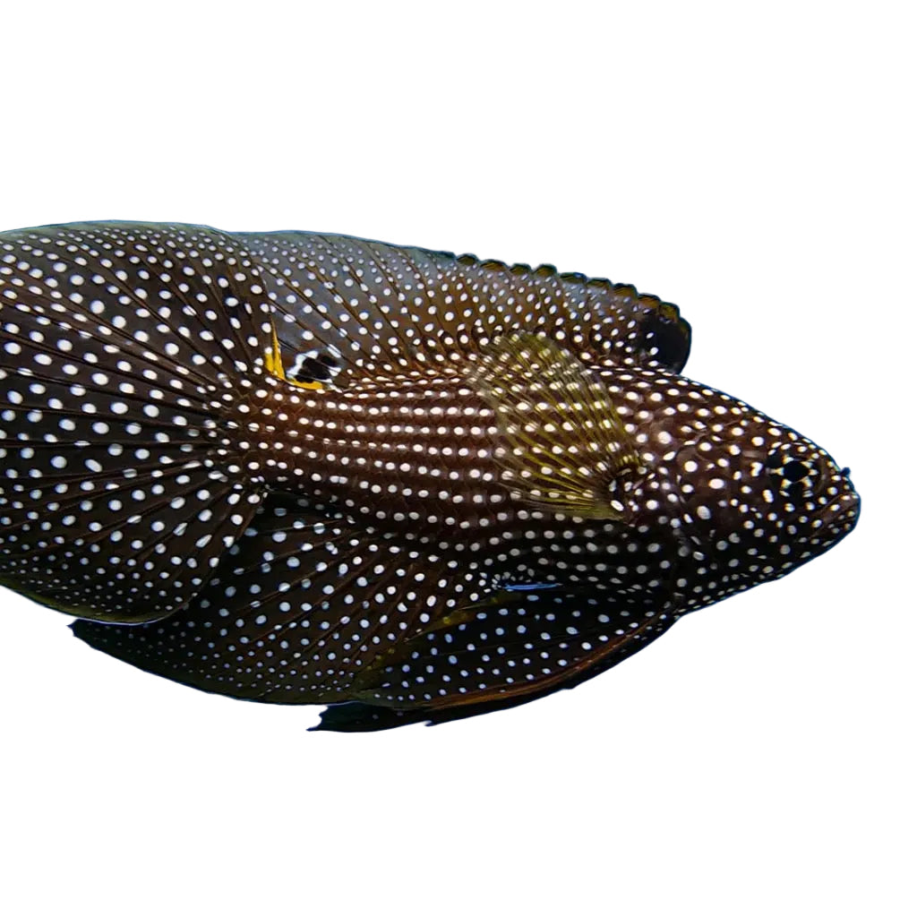 Marine Betta