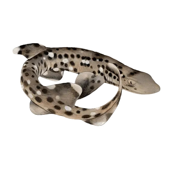Coral Cat Shark
