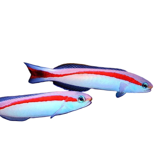 Redstripe Tilefish