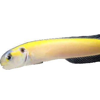 Yellow Tilefish