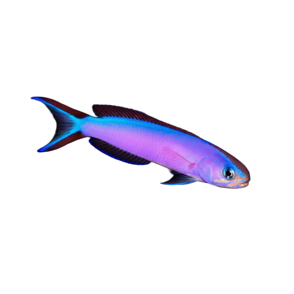 Purple Tilefish