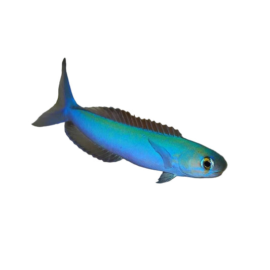 Flasher Tilefish