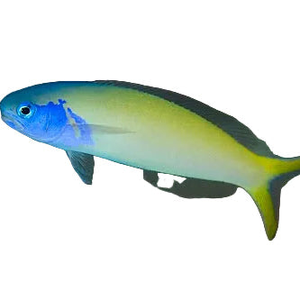 Starck's Blue Head Tilefish