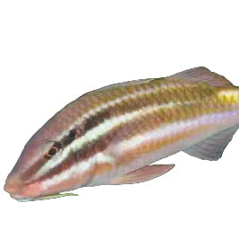 Spotted goatfish