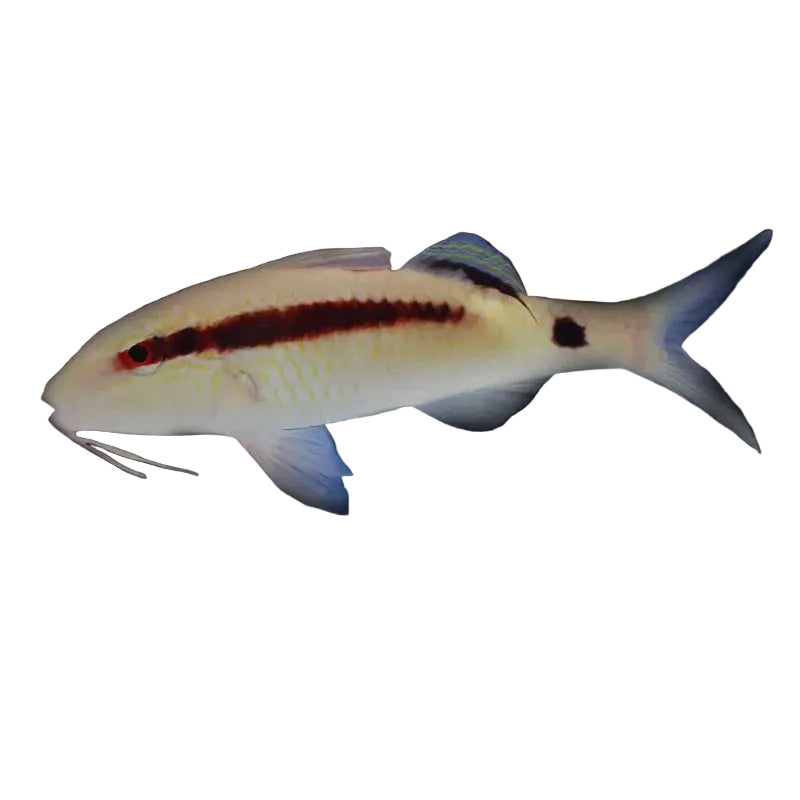 Spotted goatfish
