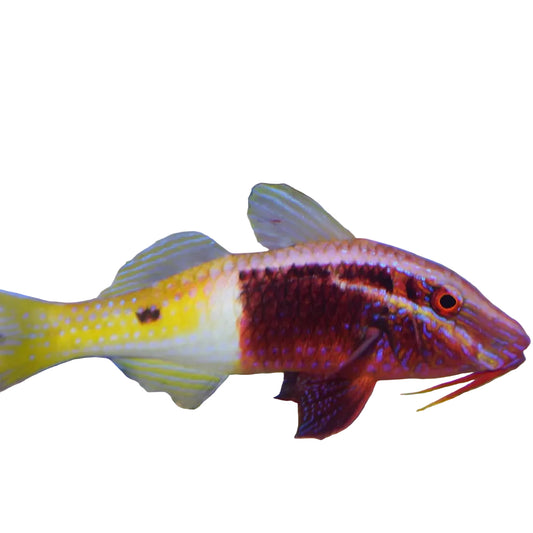 Bicolor Goatfish