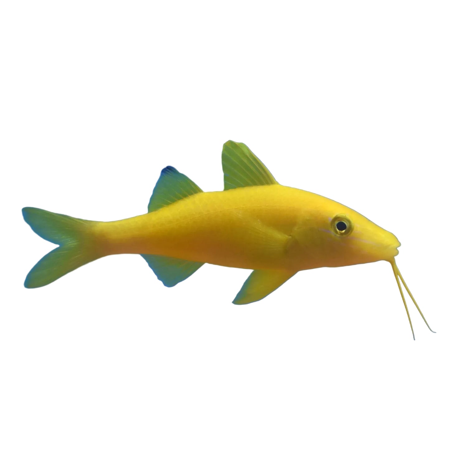 Yellow Goatfish