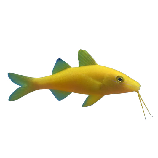 Yellow Goatfish