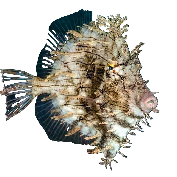 Tassle Filefish