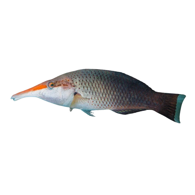 Brown Bird Wrasse