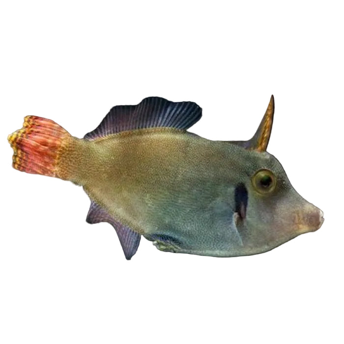 Red Tail Filefish