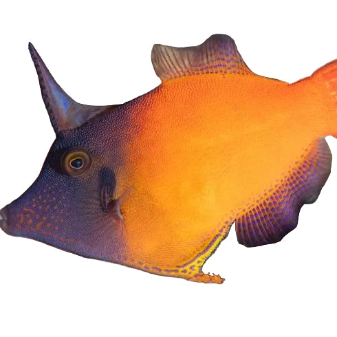 Red Filefish