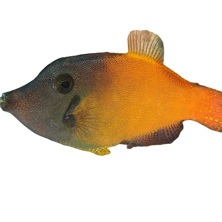 Red Filefish